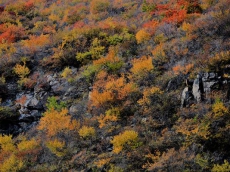 山庄秋景1