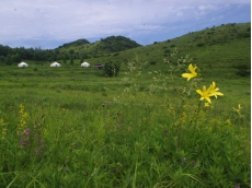 山花飘香来