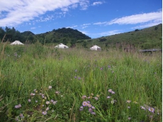 山花染草原